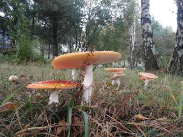 Фото номера Дом с 3 спальнями Дома для отпуска LUKSUSOWY- NOWOCZESNY DOM W LESIE г. Kowalewo 85